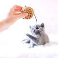 Cat Toys